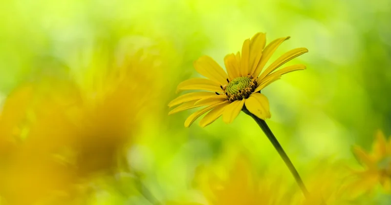 Low maintenance landscaping plants that actually deliver